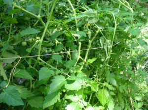 wachsenlassen-Tomaten4