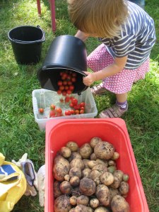 wachsenlassenTomaten3