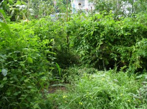 wachsenlassenTomaten5